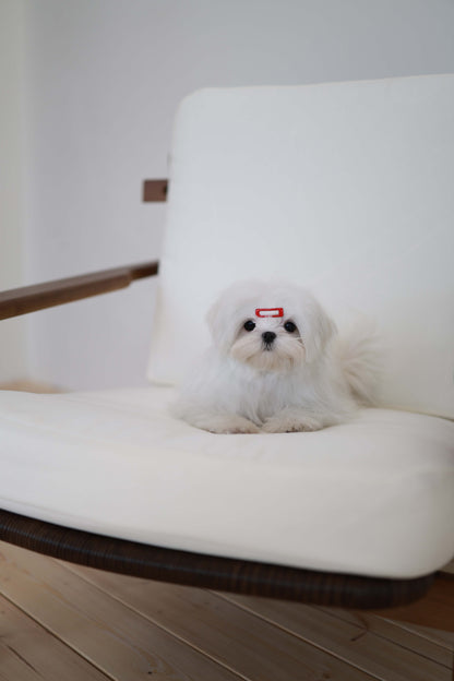 Winnie - Maltese F.