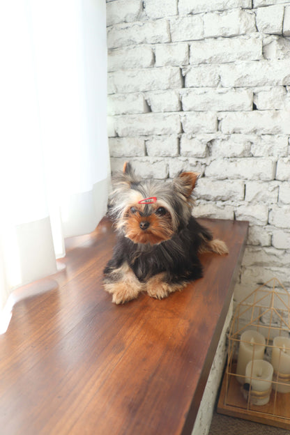 Claire - Yorkshire Terrier F.