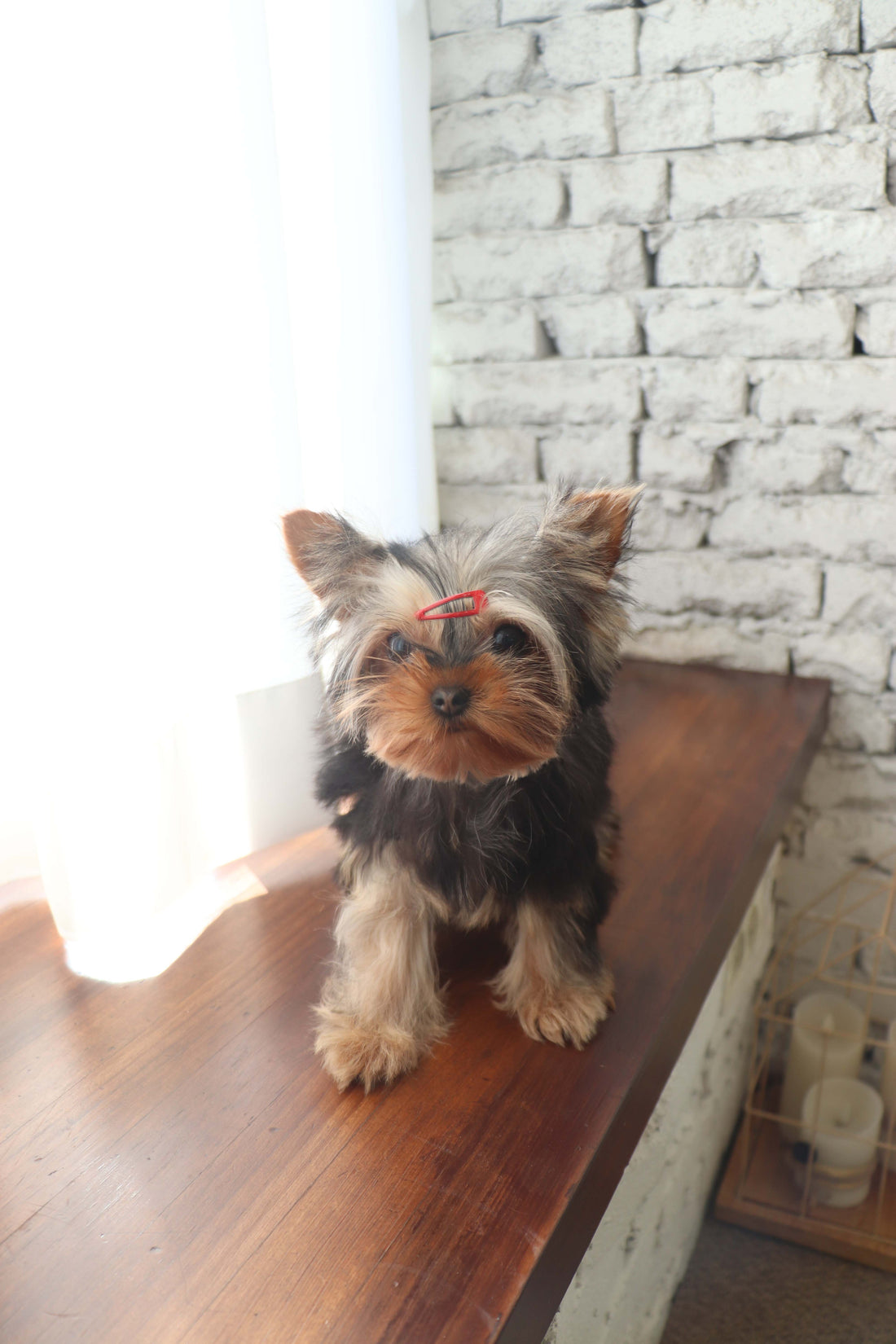 Claire - Yorkshire Terrier F.