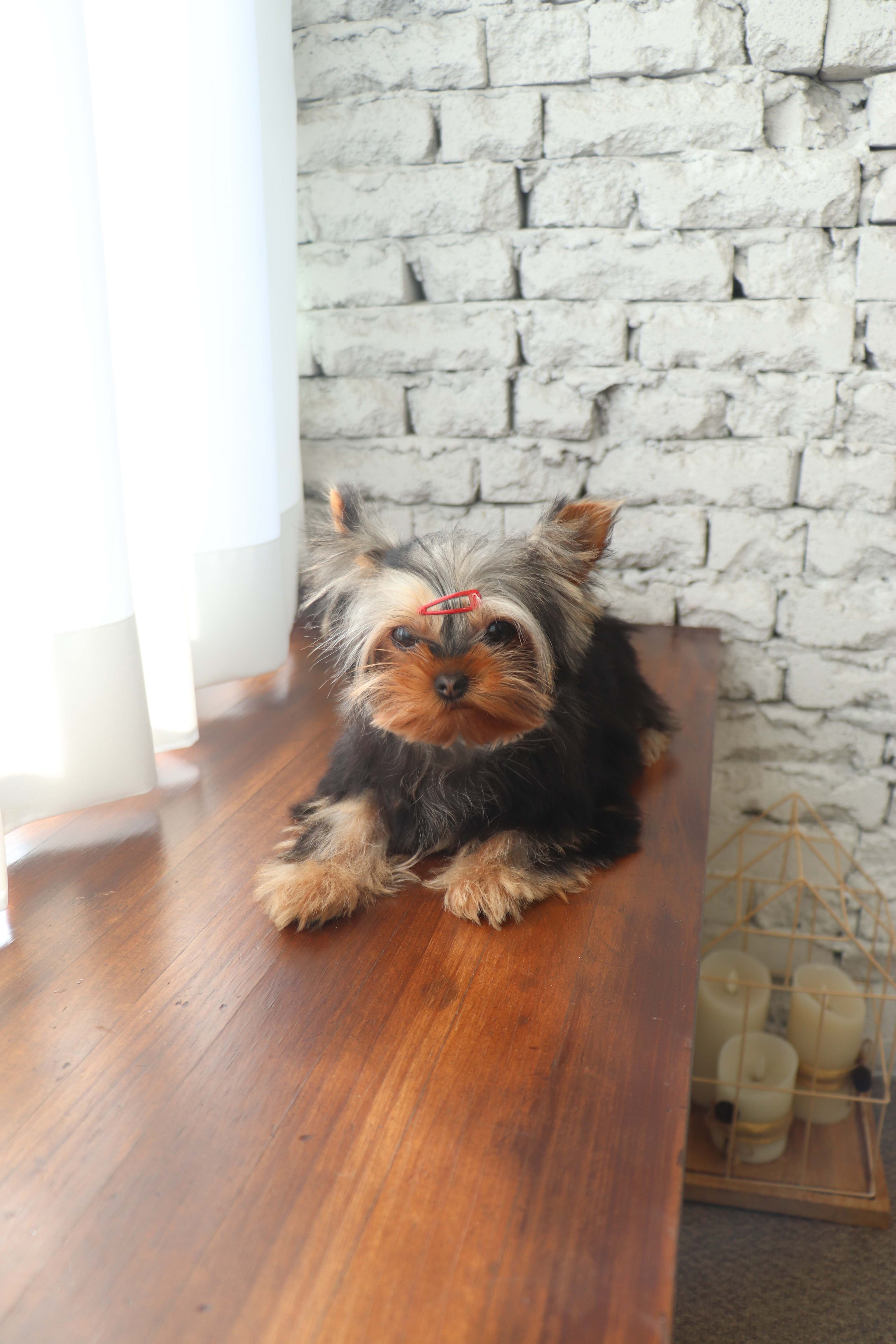 Claire - Yorkshire Terrier F.
