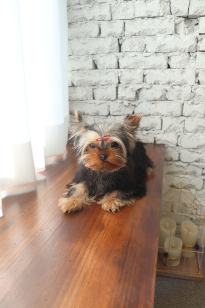 Claire - Yorkshire Terrier F.