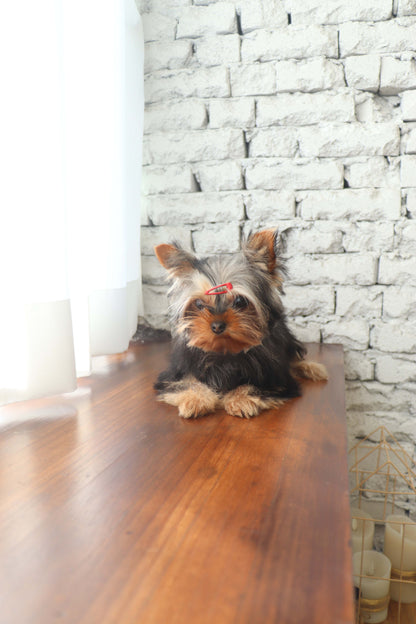 Claire - Yorkshire Terrier F.