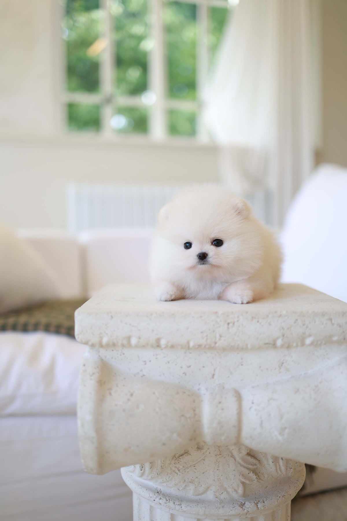BeBe - Pomeranian F.