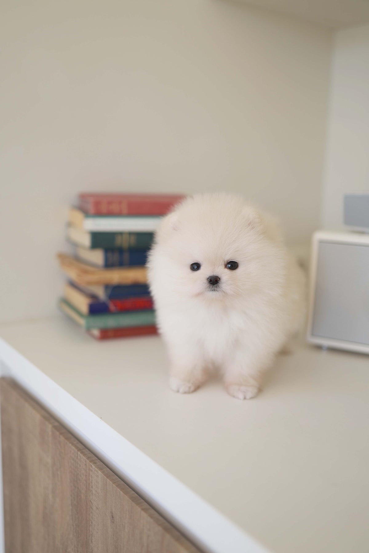 BeBe - Pomeranian F.