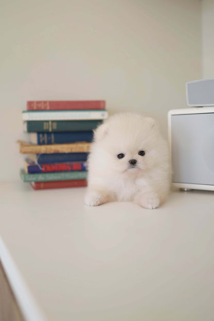 BeBe - Pomeranian F.