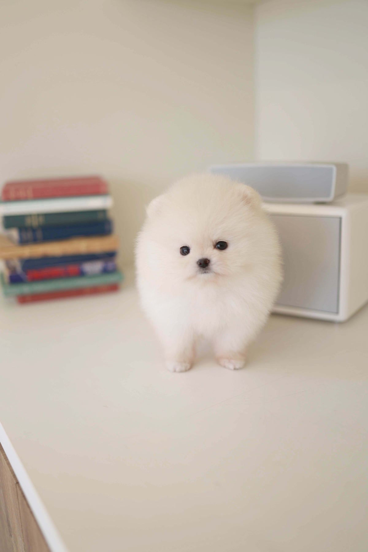 BeBe - Pomeranian F.