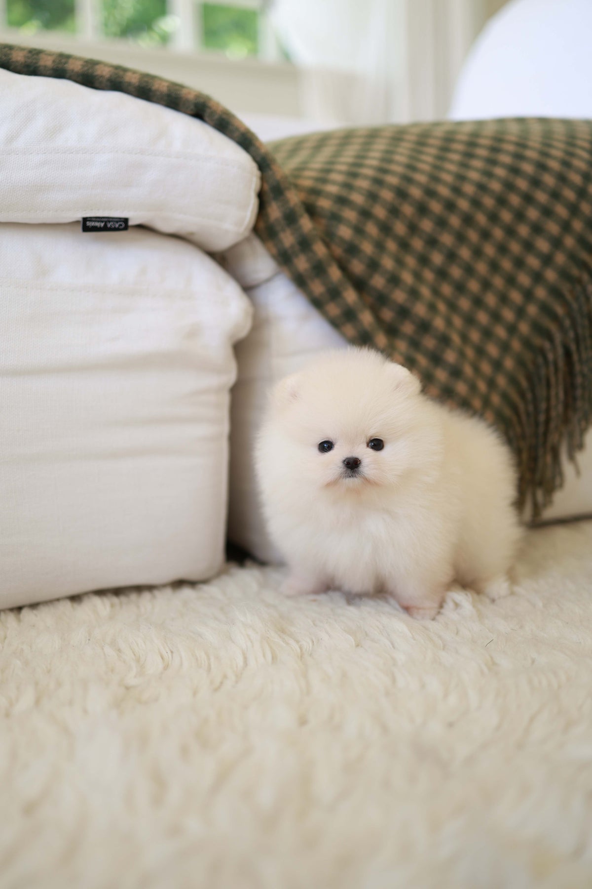BeBe - Pomeranian F.