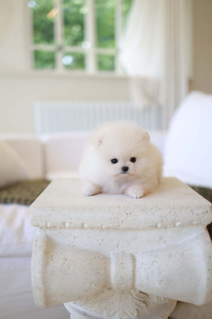 BeBe - Pomeranian F.