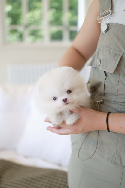 Kiki - Pomeranian F.