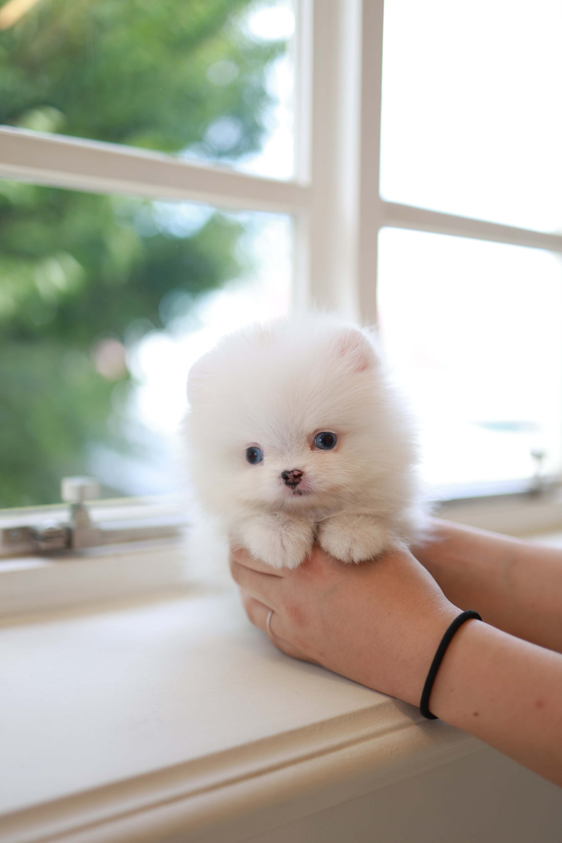 Kiki - Pomeranian F.