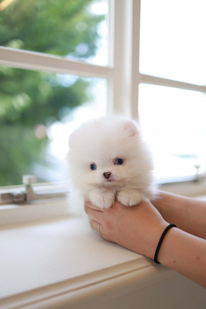 Kiki - Pomeranian F.