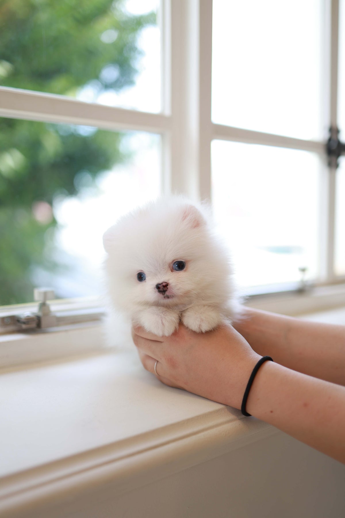 Kiki - Pomeranian F.