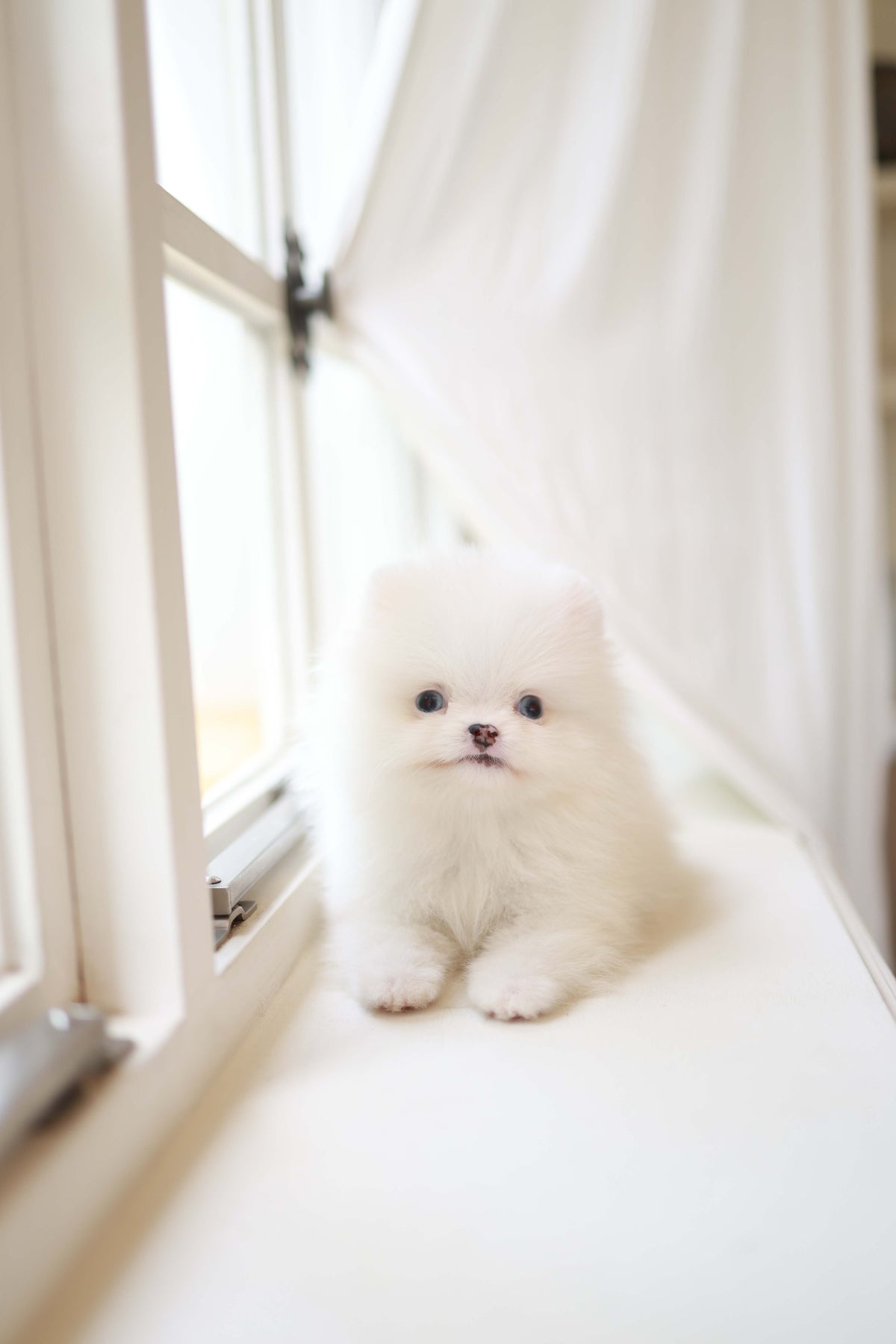 Kiki - Pomeranian F.