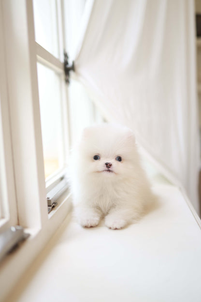 Kiki - Pomeranian F.