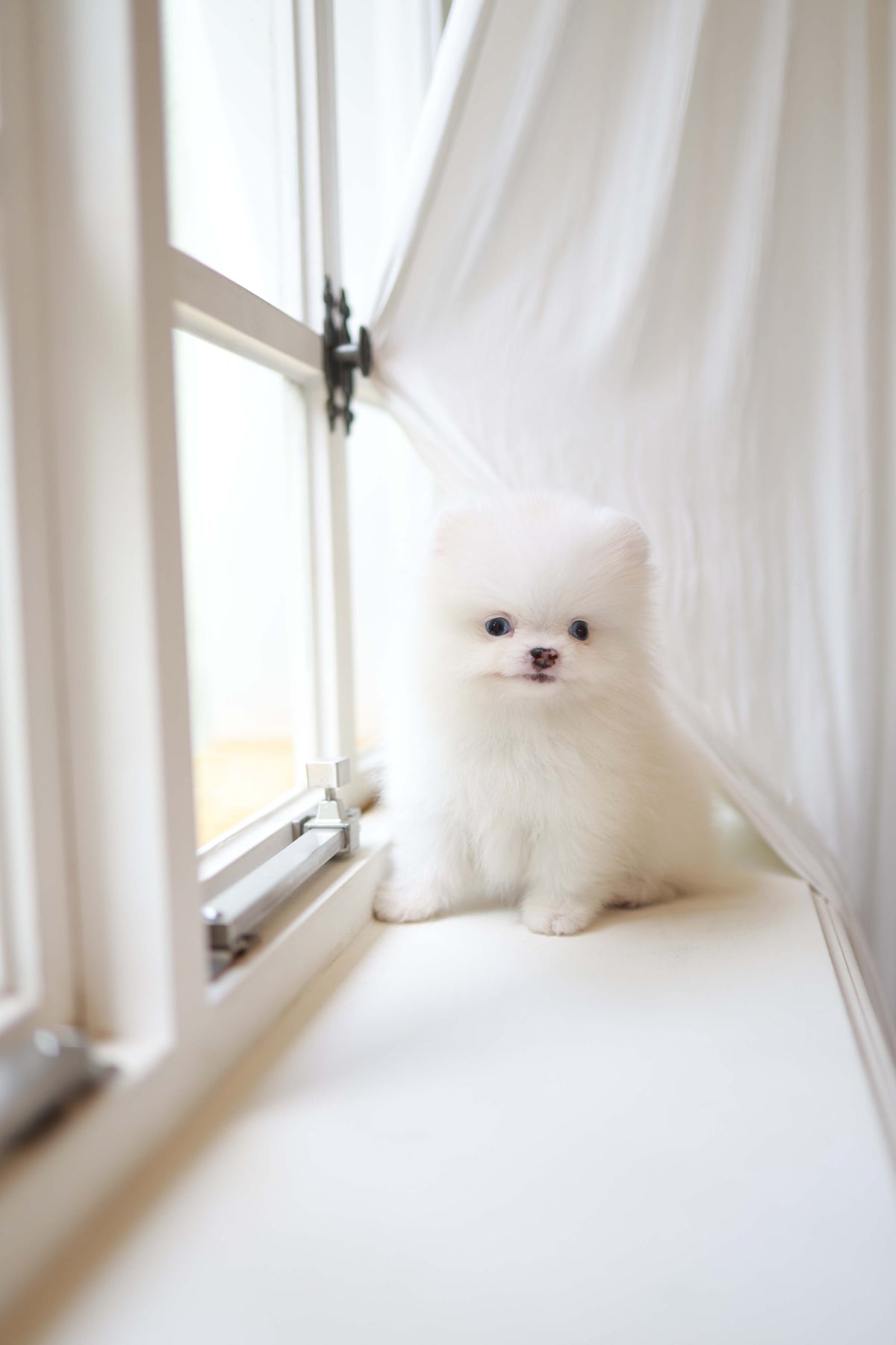 Kiki - Pomeranian F.