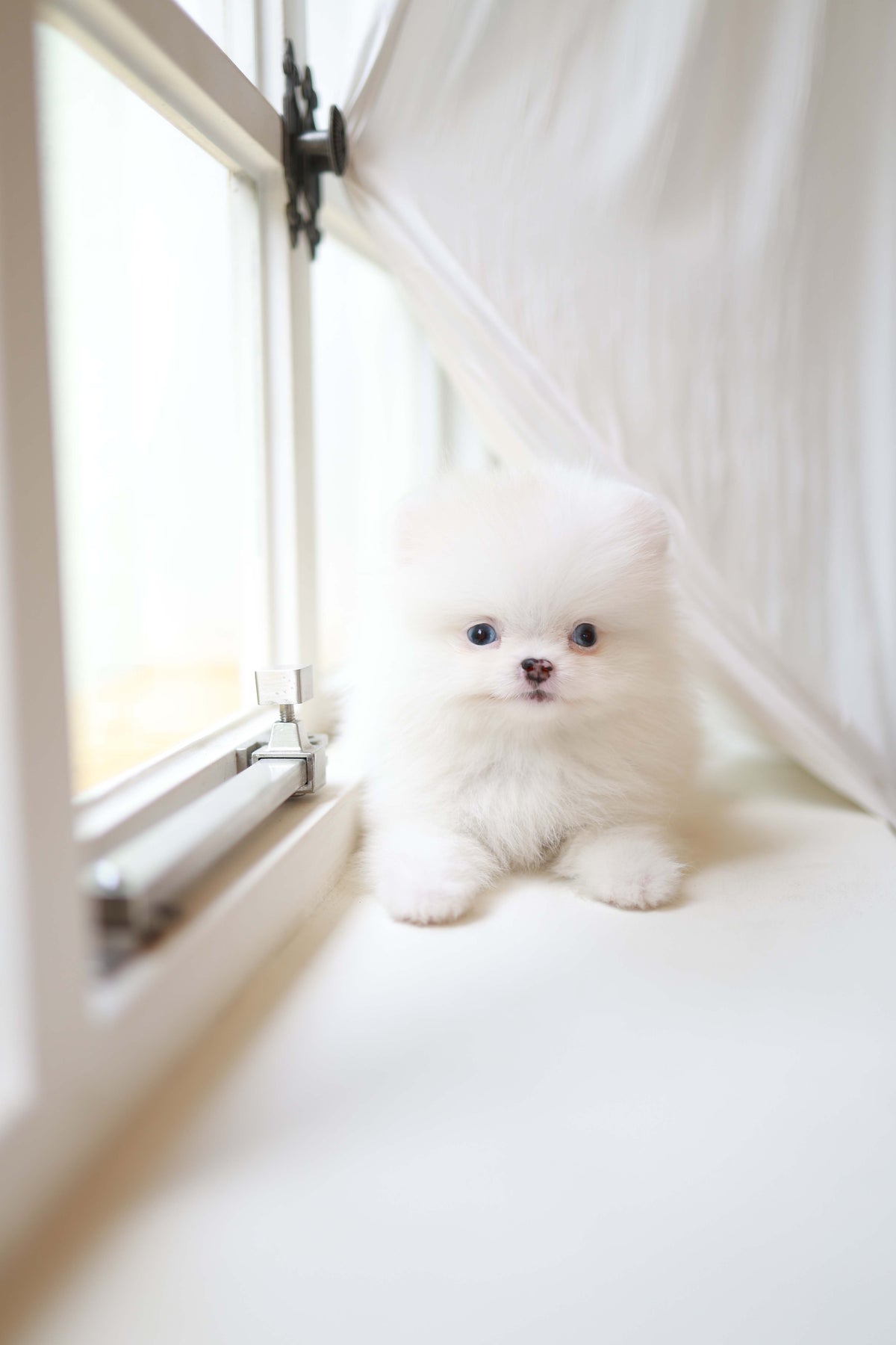 Kiki - Pomeranian F.