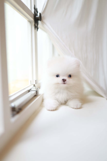 Kiki - Pomeranian F.