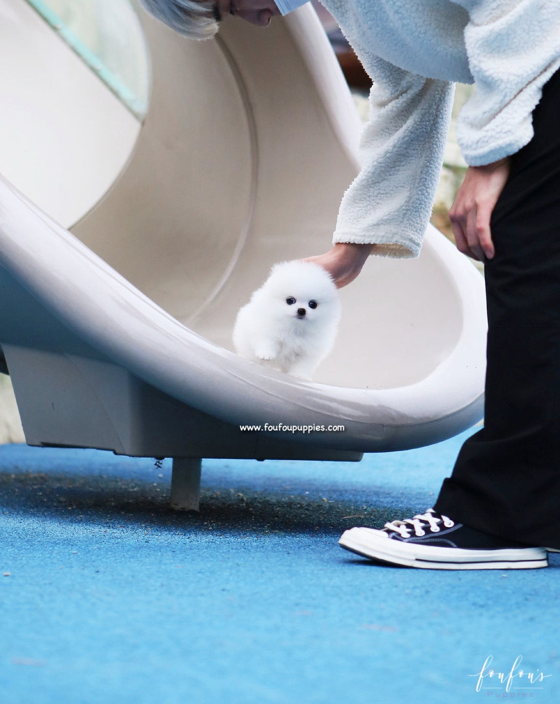 Boo - Pomeranian M.